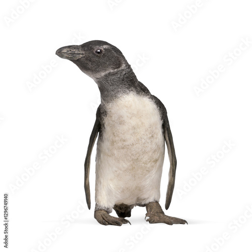 Full length view of humboldt penguin walking and looking up, isolated on transparent background