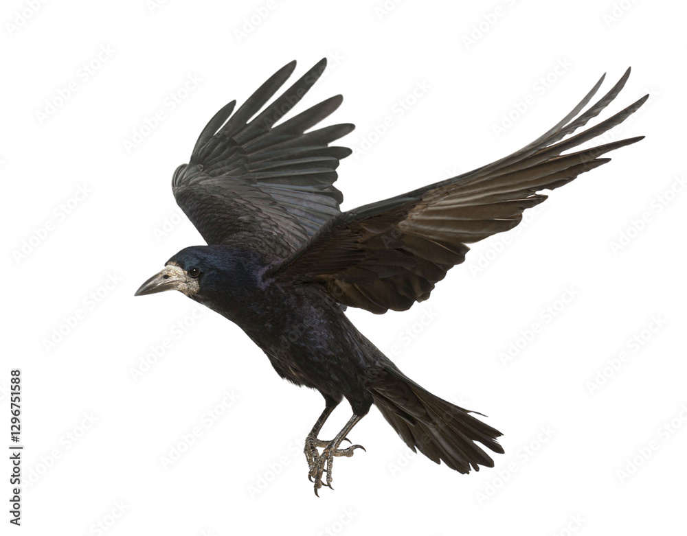 Rook with spread wings flying, isolated on transparent background