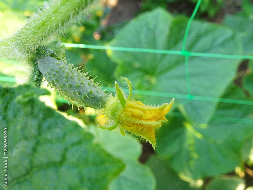 Naklejka premium Growing origkas in open ground, fresh fruit harvest in natural conditions close-up