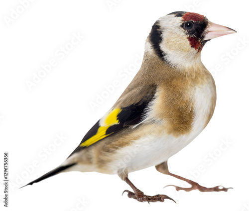 Konstfotografi European goldfinch with colorful feathers standing on transparent background
