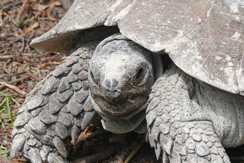 A closeup of an old, large tortoise looking straight at the camera