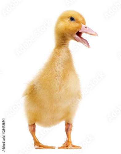 Small yellow duckling standing and opening beak on transparent background