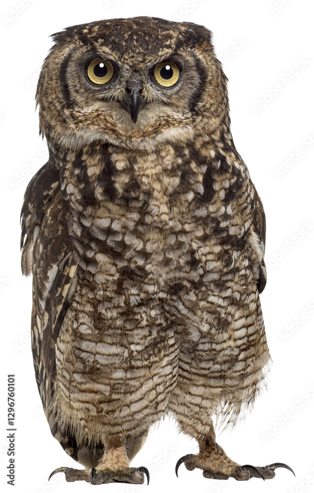 Fototapeta premium Majestic owl standing, showcasing its intricate plumage and intense gaze, isolated on transparent background