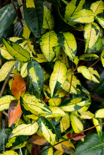 The colorful, yellow-variegated foliage of 'Ogon Nishiki' Asian jasmine (Trachelospermum asiaticum 'Ogon Nishiki'), with some red-blushed leaves on the new growth
