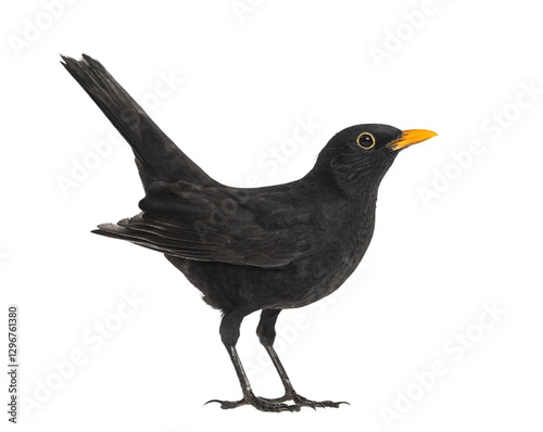 Photos Full length view of a common blackbird standing with its tail raised, isolated o