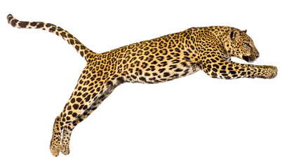 Powerful leopard jumping mid air, isolated on transparent background, perfect for photo manipulations