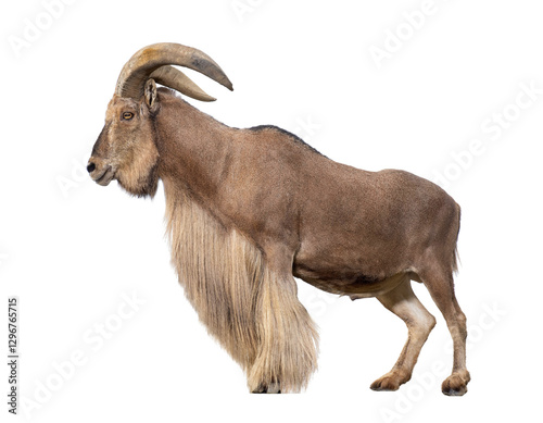 Full body barbary sheep standing on transparent background, isolated cutout