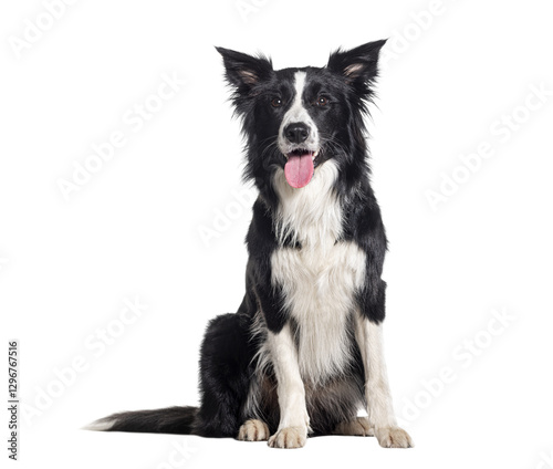 Border collie dog panting, sitting and looking forward on a transparent background