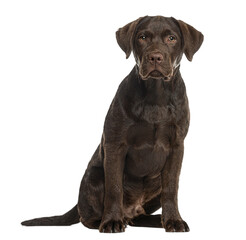 Chocolate labrador retriever sitting and looking at camera, isolated on transparent background