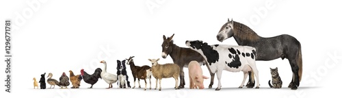 Large group of farm animals with Horse, cow, pig, donkey, sheep, goat, dog, cat, goose, duck, rooster, hen and chick posing together on white background
