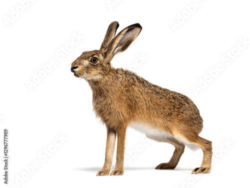Side view of a European hare or brown hare, lepus europaeus, sitting and looking away on white background