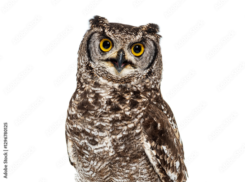Obraz premium Head shot of a spotted eagle-owl, Bubo africanus, or African spotted eagle-owl looking at the camera, isolated on white
