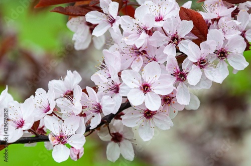 Flowering of the apple tree. Spring background of blooming flowers. White and pink flowers. Beautiful nature scene with a flowering tree. Spring flowers. Beautiful garden. Abstract blurred background