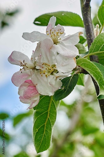 Flowering of the apple tree. Spring background of blooming flowers. White and pink flowers. Beautiful nature scene with a flowering tree. Spring flowers. Beautiful garden. Abstract blurred background