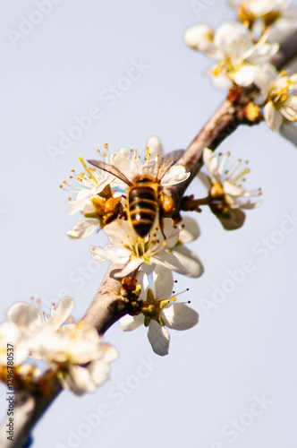 Flowering of the apple tree. Spring background of blooming flowers. White and pink flowers. Beautiful nature scene with a flowering tree. Spring flowers. Beautiful garden. Abstract blurred background