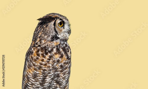 Great horned owl, Bubo virginianus saturatus,  turning its head and looking intensely against yellow background photo