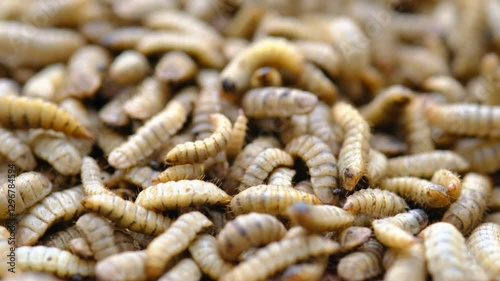 Black Soldier Fly Larvae (Hermetia illucens) or maggots are animals that are able to decompose organic waste, and are also commonly used as protein-rich animal feed.