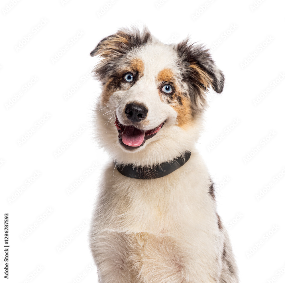 Adorable american shepherd puppy panting and smiling, wearing a collar Adorable american shepherd puppy panting and smiling, wearing a collar
