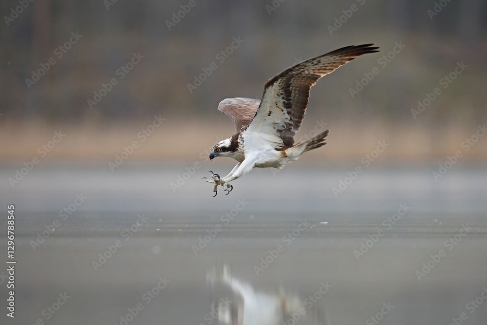 Rybołów (Pandion haliaetus), osprey