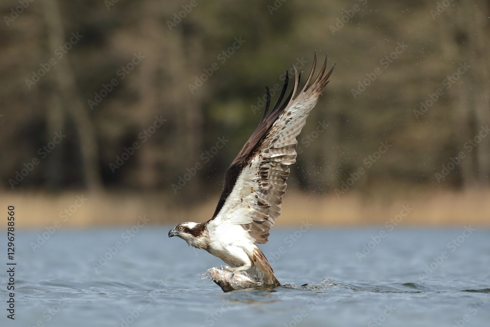 Rybołów (Pandion haliaetus), osprey