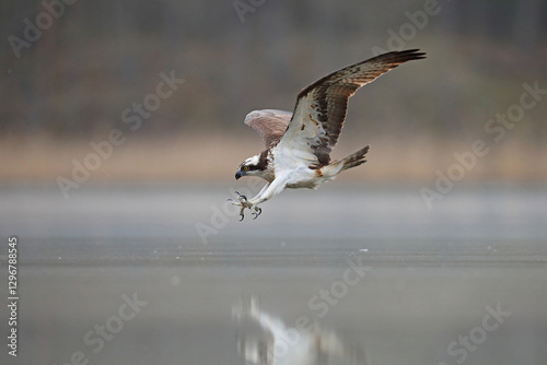 Obraz na płótnie Rybołów (Pandion haliaetus), osprey w salonie