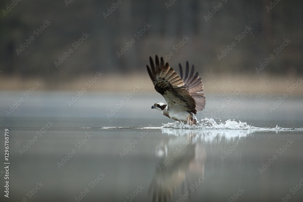 Rybołów (Pandion haliaetus), osprey