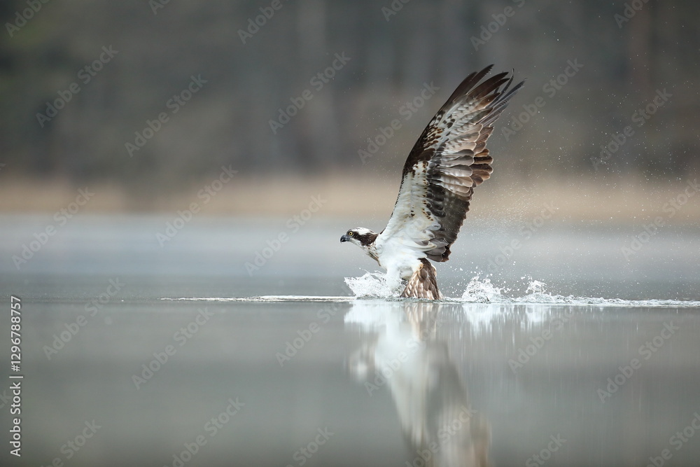 Rybołów (Pandion haliaetus), osprey
