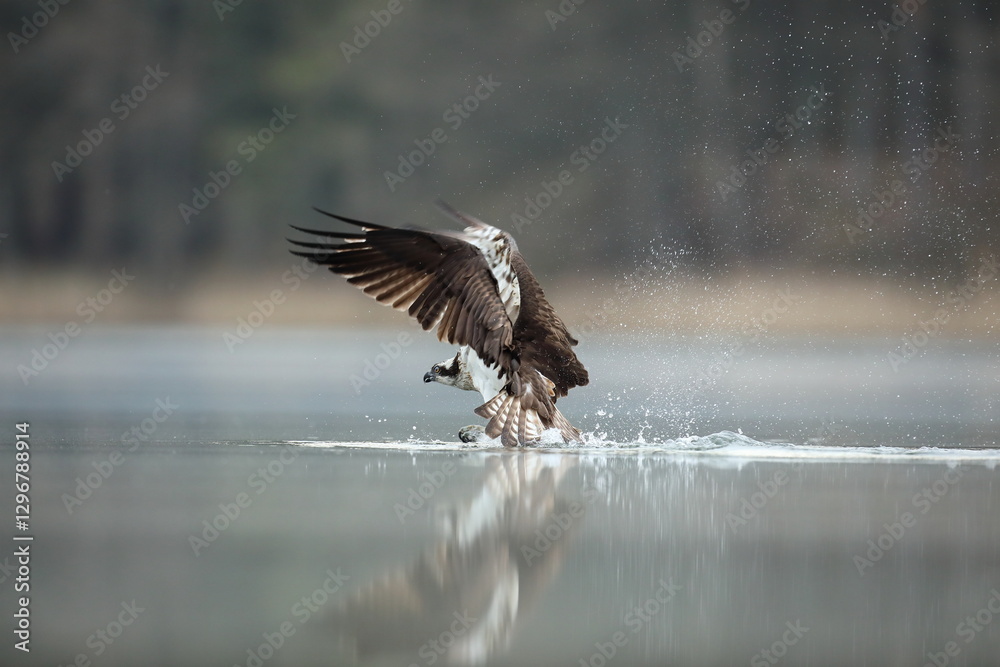 Rybołów (Pandion haliaetus), osprey