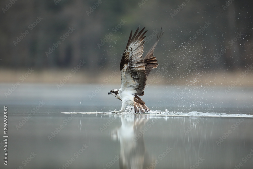 Rybołów (Pandion haliaetus), osprey