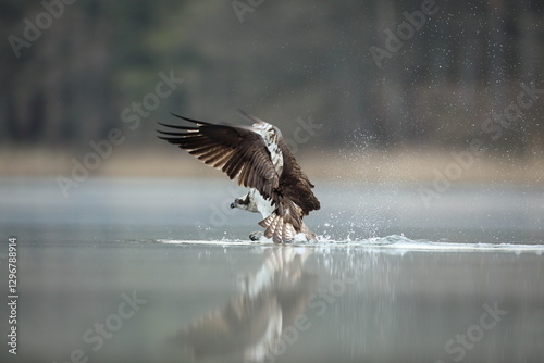 Obraz na płótnie Rybołów (Pandion haliaetus), osprey w salonie