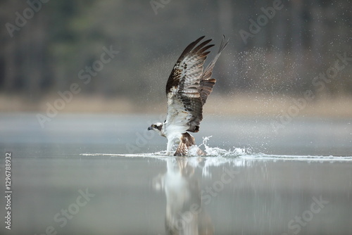 Rybołów (Pandion haliaetus), osprey