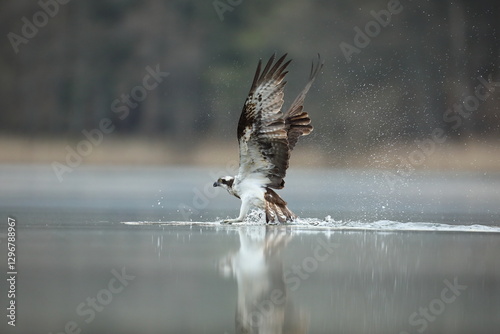 Obraz na płótnie Rybołów (Pandion haliaetus), osprey w salonie