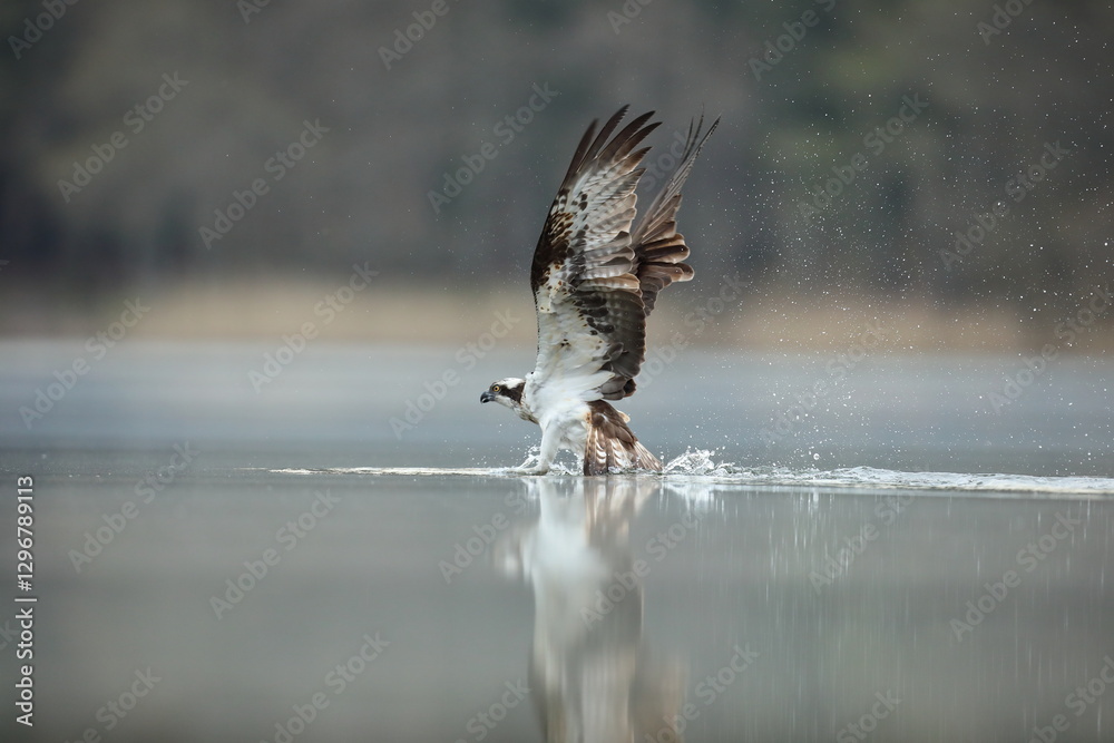 Rybołów (Pandion haliaetus), osprey