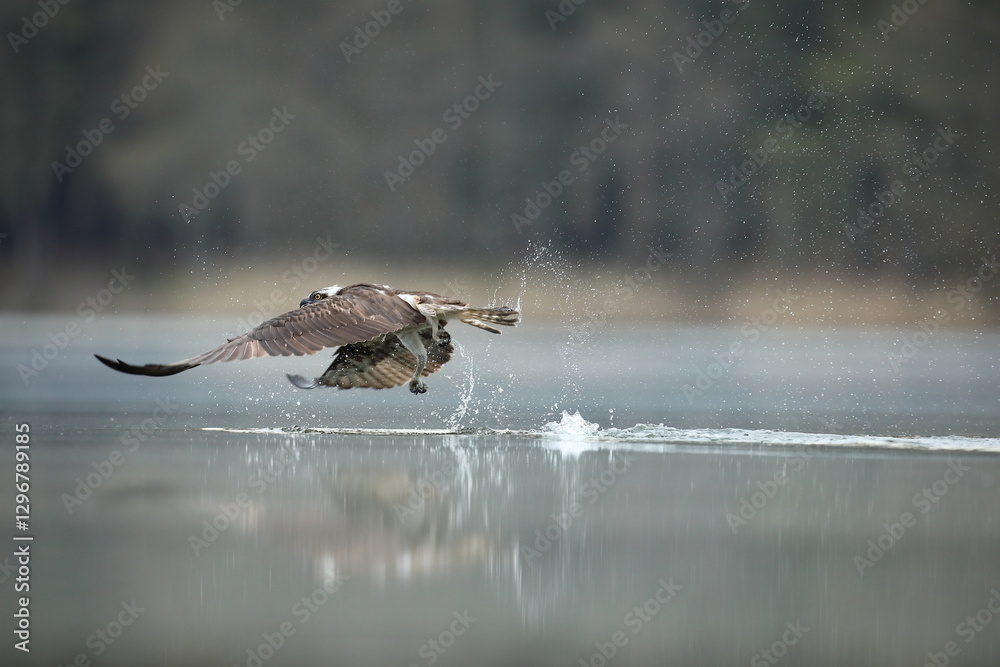 Rybołów (Pandion haliaetus), osprey