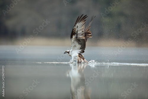 Obraz na płótnie Rybołów (Pandion haliaetus), osprey w salonie