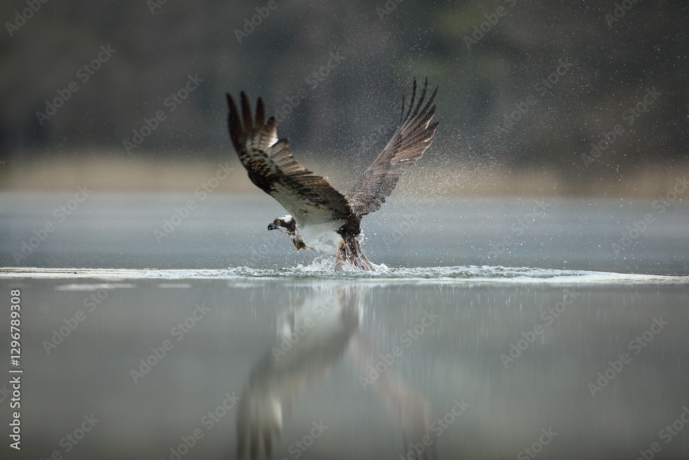 Rybołów (Pandion haliaetus), osprey
