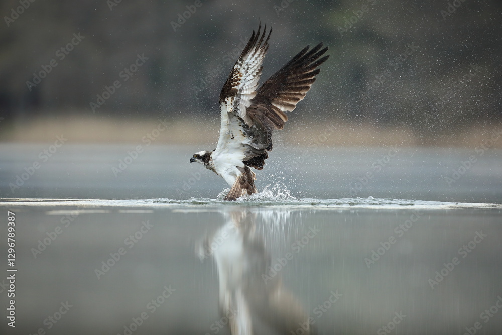 Rybołów (Pandion haliaetus), osprey