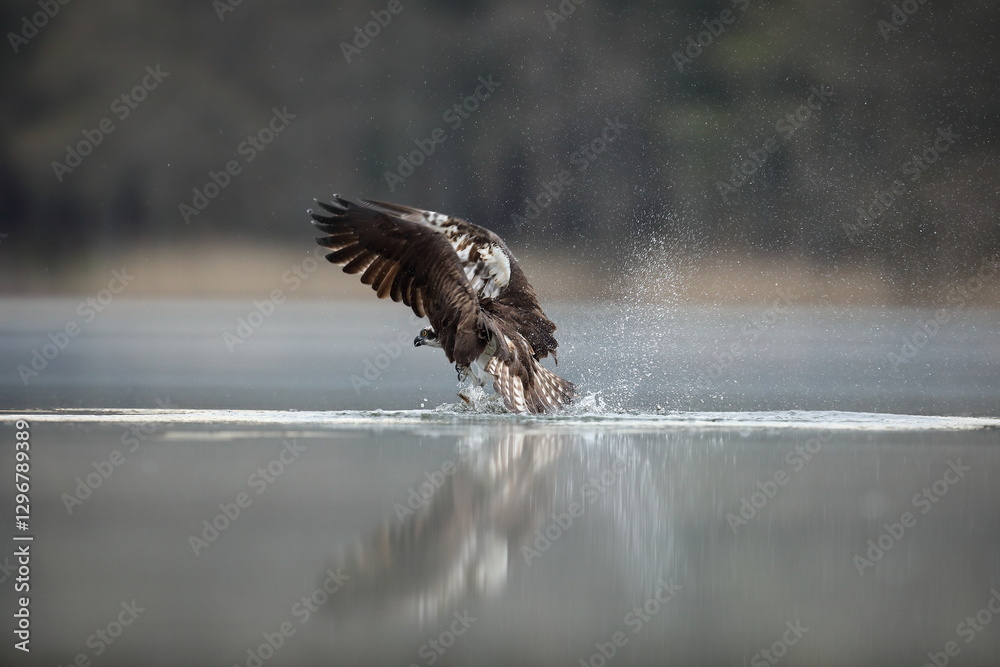 Rybołów (Pandion haliaetus), osprey
