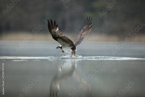 Obraz na płótnie Rybołów (Pandion haliaetus), osprey w salonie