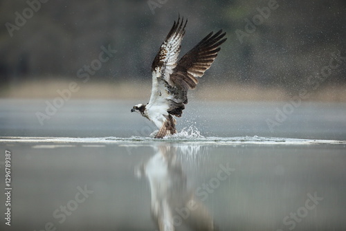 Obraz na płótnie Rybołów (Pandion haliaetus), osprey w salonie