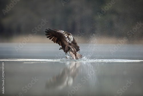 Obraz na płótnie Rybołów (Pandion haliaetus), osprey w salonie