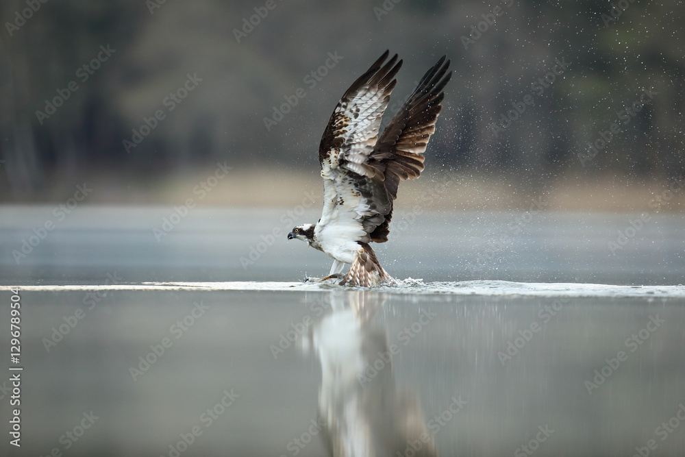 Rybołów (Pandion haliaetus), osprey