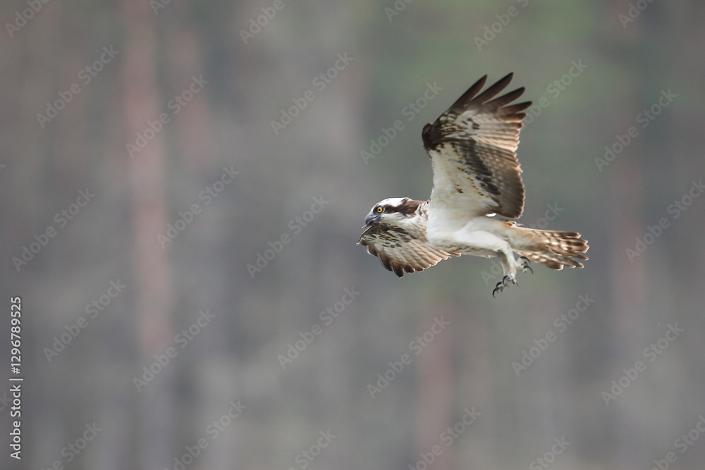 Rybołów (Pandion haliaetus), osprey