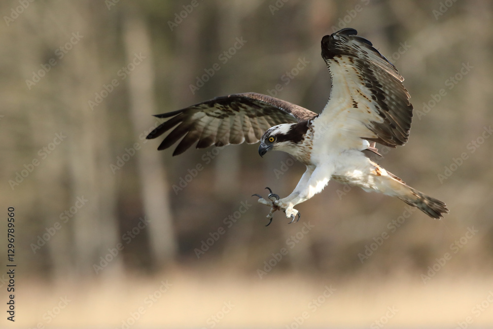 Rybołów (Pandion haliaetus), osprey
