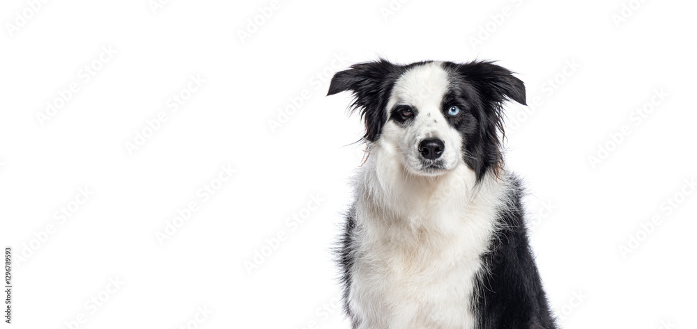 Border collie dog sitting and showing its heterochromia, white background Border collie dog sitting and showing its heterochromia, white background