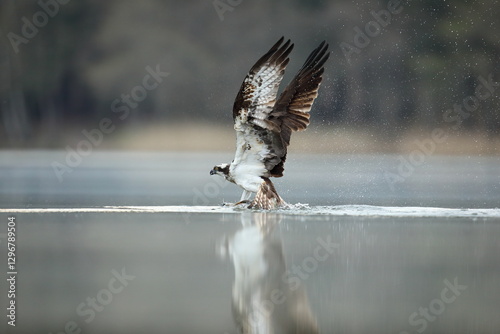 Rybołów (Pandion haliaetus), osprey