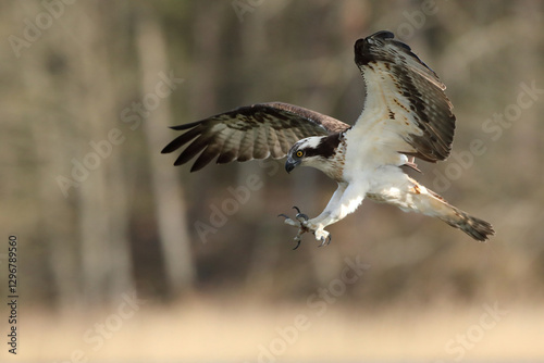 Obraz na płótnie Rybołów (Pandion haliaetus), osprey w salonie