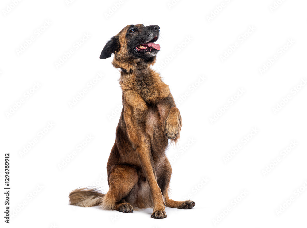 Obraz premium Mixedbreed Malinois and Tervuren dog sitting on hind legs and looking up