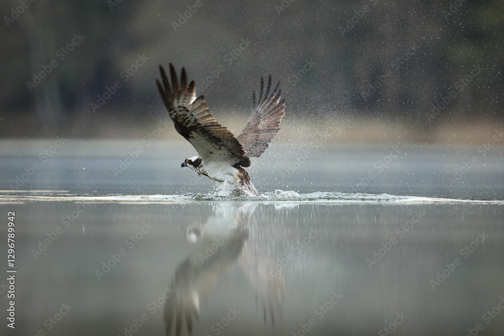 Rybołów (Pandion haliaetus), osprey