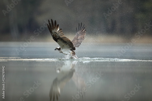 Obraz na płótnie Rybołów (Pandion haliaetus), osprey w salonie